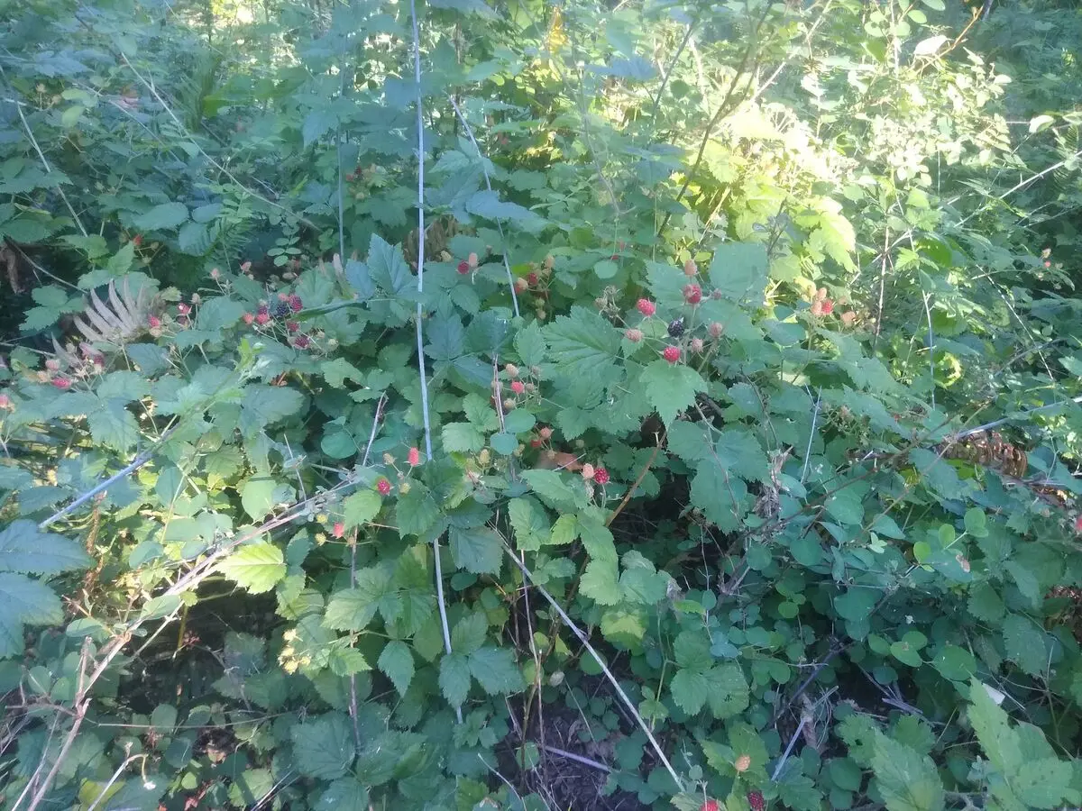 IMG 20230702 075055857